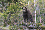 young common bear
