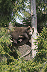 young common bear