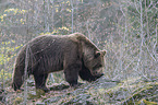 common bear