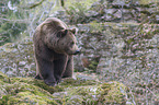 common bear