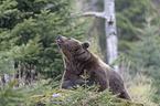 common bear