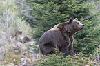 common bear