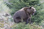 common bear