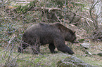 common bear