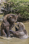 common bears