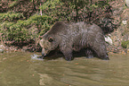 common bear