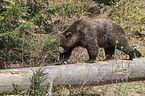 common bear
