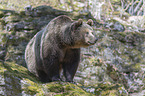 common bear
