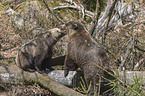 common bears