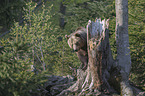 common bear
