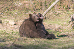 2 young common bears