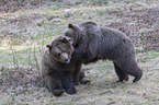 common bears