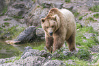 common bear