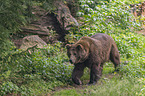 common bear
