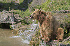 common bear