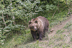 common bear