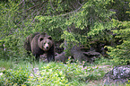 brown bear
