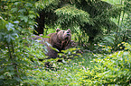 brown bear