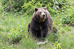 brown bear