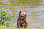 brown bea