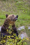 brown bear