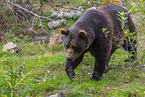 brown bear