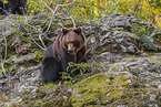 brown bear