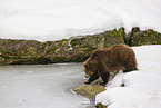 brown bear