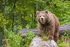 common bear