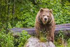 common bear