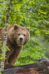common bear