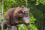 common bear