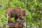common bear