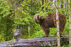 common bear
