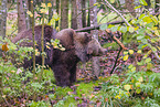 brown bear