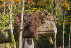 brown bear