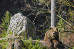 brown bear