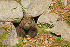 brown bear