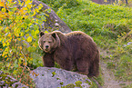 brown bear