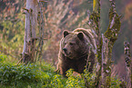 brown bear