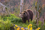 brown bear