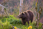 brown bear