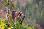 brown bear