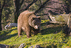 brown bear