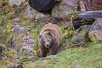 brown bear