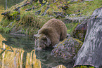 brown bear