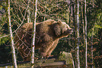 brown bear