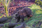 brown bear