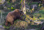 brown bear