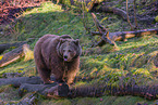 brown bear